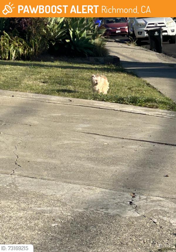 Found/Stray Unknown Dog last seen Near Sierra Ave entrance to Mira Vista Field, Richmond, CA 94806
