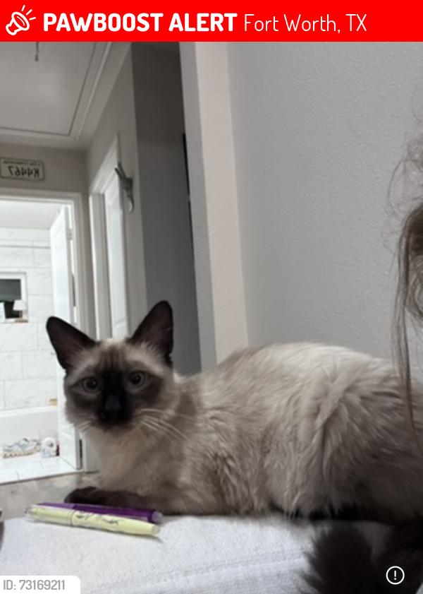 Lost Male Cat last seen On Sam Calloway Road, Fort Worth, TX 76114