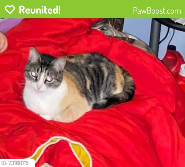 Reunited Female Cat last seen W Orlando St, Broken Arrow, OK 74011
