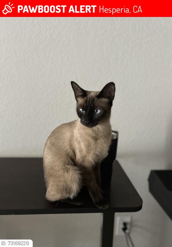 Lost Female Cat last seen Main St Hesperia, Hesperia, CA 92345