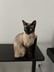 Lost Female Cat last seen Main St Hesperia, Hesperia, CA 92345