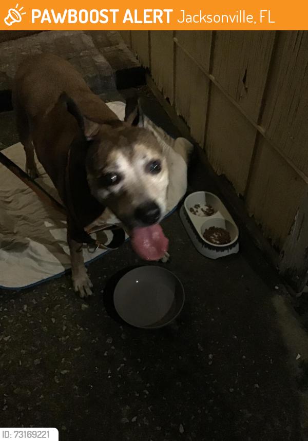 Found/Stray Unknown Dog last seen Long meadow circle townhouse area, Jacksonville, FL 32244