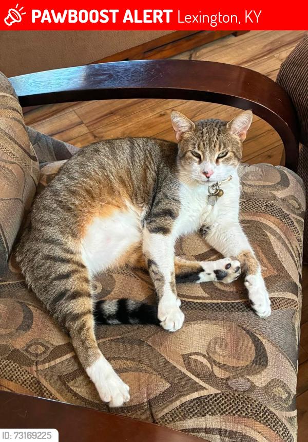 Lost Female Cat last seen Richmond Rd, Patchen Dr, Mt Tabor Rd, Lexington, KY 40517