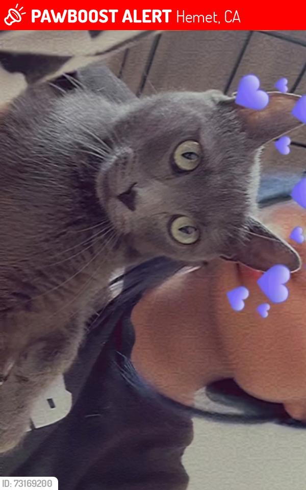 Lost Female Cat last seen Hemet high school, Hemet, CA 92583