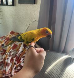 Lost Male Bird last seen 435S 37th St, Richmond, CA 94804