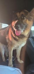Found/Stray Male Dog last seen Near Candy Ln, Garden Grove, CA 92840, Garden Grove, CA 92840