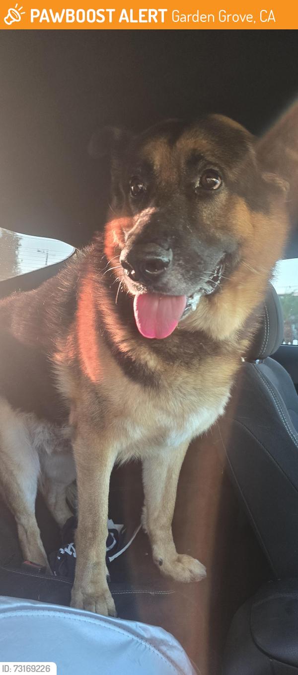 Found/Stray Male Dog last seen Near Candy Ln, Garden Grove, CA 92840, Garden Grove, CA 92840