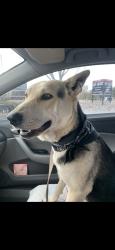 Lost Male Dog last seen Isleta, Albuquerque, NM 87105