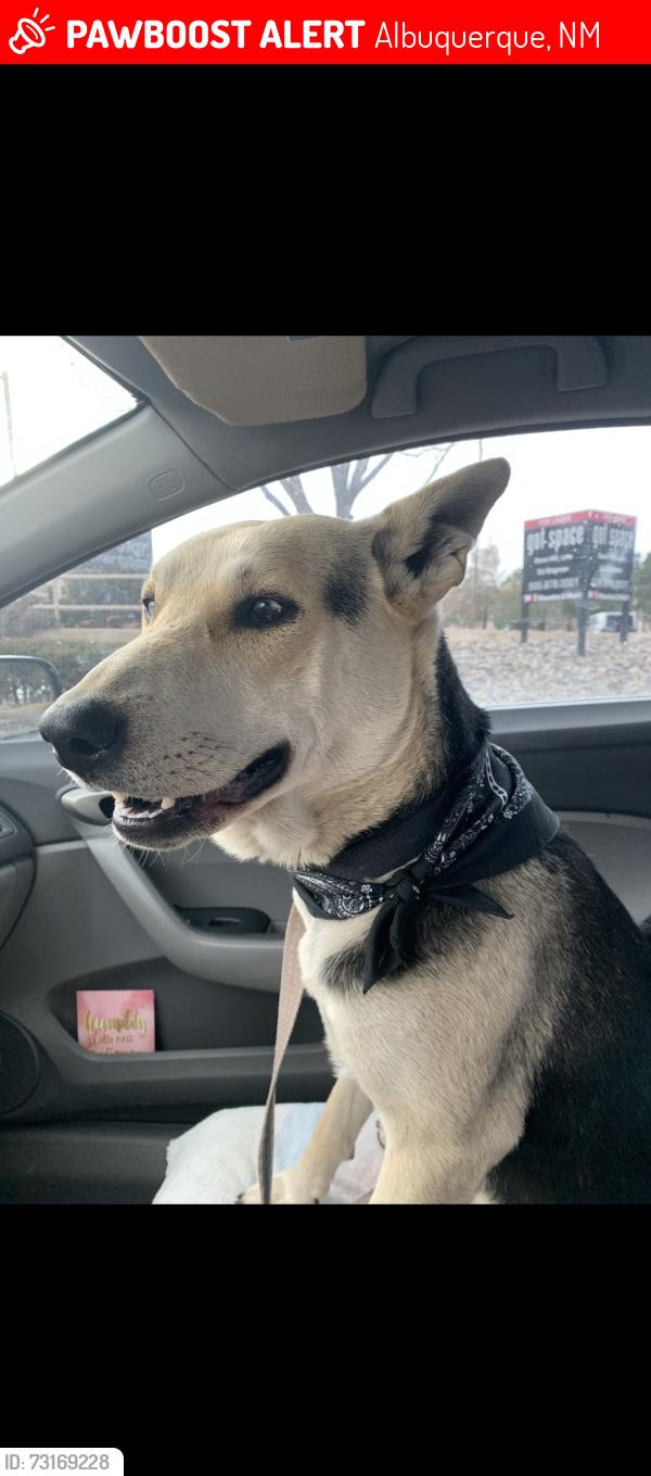 Lost Male Dog last seen Isleta, Albuquerque, NM 87105