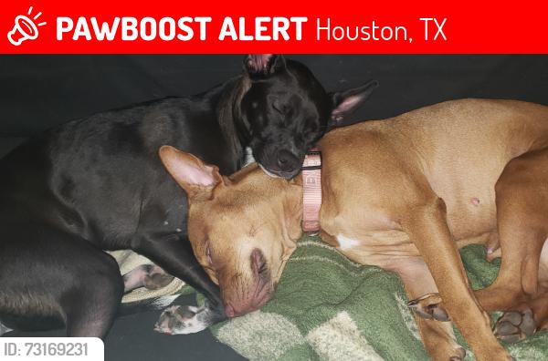Lost Female Dog last seen Near and Fallbrooj, Houston, TX 77065