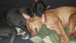 Lost Female Dog last seen Near and Fallbrooj, Houston, TX 77065