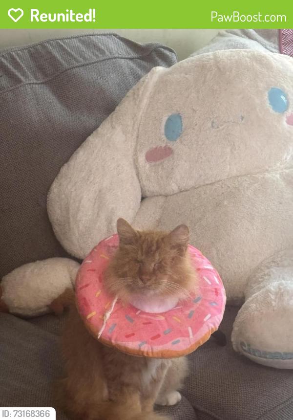 Reunited Male Cat last seen Laguna Drive, Old Farm Road, Morganton Road, Fayetteville, NC 28314