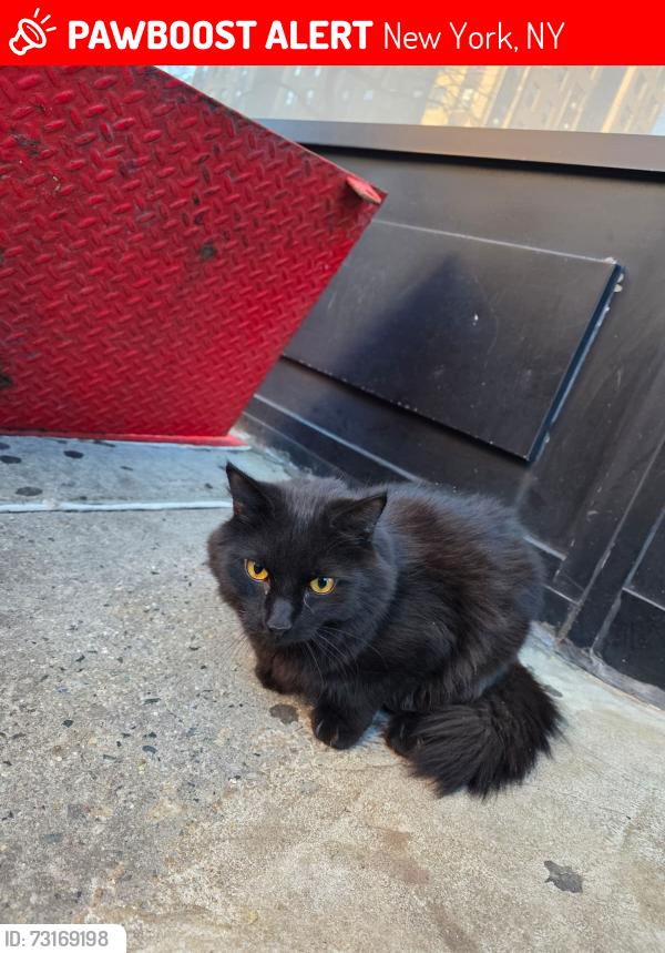Lost Female Cat last seen Milano market, New York, NY 10025