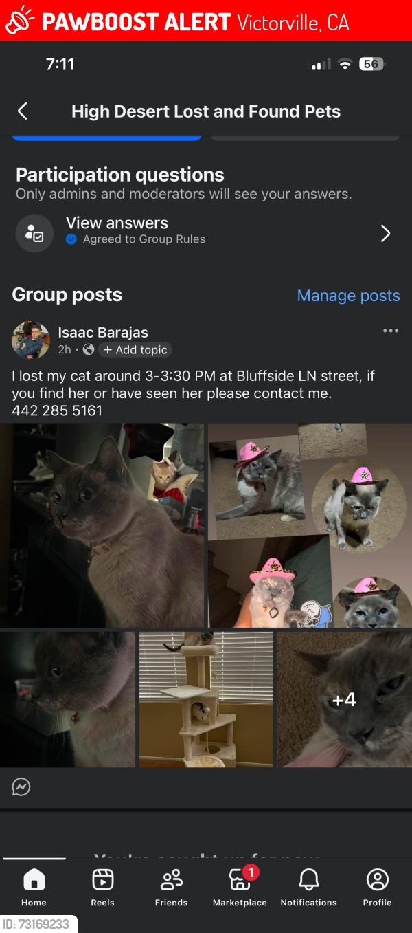 Lost Female Cat last seen Diamond Rd, Victorville, CA 92394