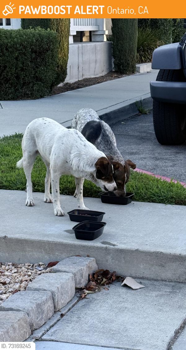 Found/Stray Male Dog last seen D street, Ontario, CA 91764