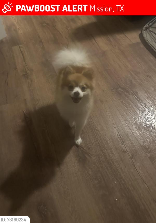 Lost Male Dog last seen Sherry Land Park, Mission, TX 75872