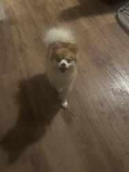 Lost Male Dog last seen Sherry Land Park, Mission, TX 75872