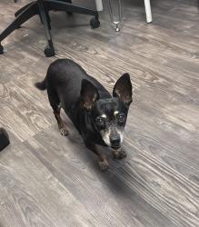Found/Stray Male Dog last seen Parmer, Austin, TX 78754
