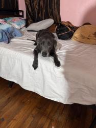 Found/Stray Male Dog last seen Near cherrywood Ave Dallas Tx 75235, Dallas, TX 75235