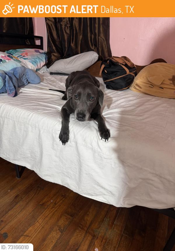 Found/Stray Male Dog last seen Near cherrywood Ave Dallas Tx 75235, Dallas, TX 75235