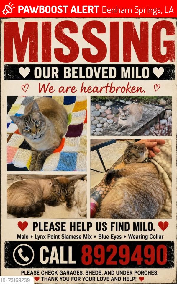 Lost Male Cat last seen Juban Rd, Denham Springs, LA 70726