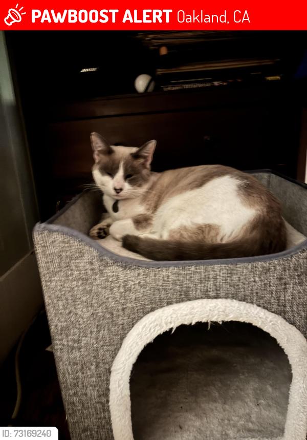 Lost Female Cat last seen Merriewood and Florence, Oakland, Oakland, CA 94611