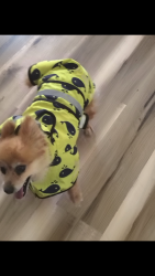 Reunited Male Dog last seen Cuthbert, Midland, TX 79701