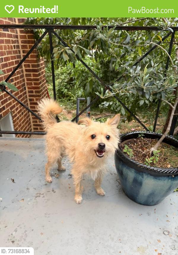 Reunited Male Dog last seen 12th and Taylor, NE, Washington, DC 20017