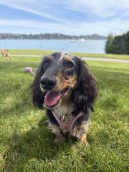 Lost Female Dog last seen Sausalito Beach, Sausalito, CA 94965