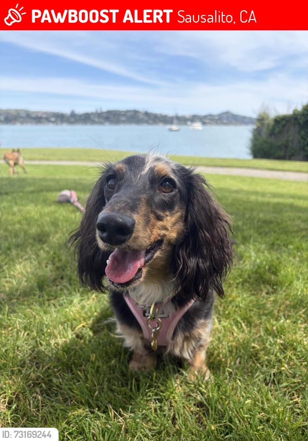 Lost Female Dog last seen Sausalito Beach, Sausalito, CA 94965