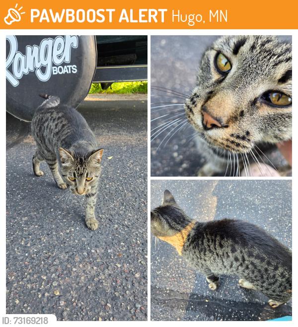 Found/Stray Male Cat last seen 130th and Goodview Ave, Hugo, MN 55038