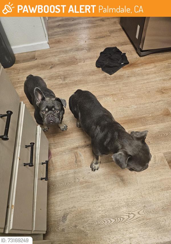 Found/Stray Female Dog last seen Ave S, Palmdale, CA 93552