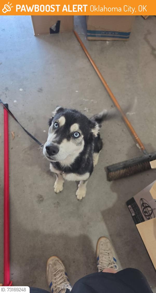 Found/Stray Unknown Dog last seen Sw 134th and Santa fe, Oklahoma City, OK 73170