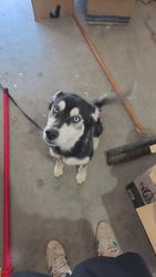 Found/Stray Unknown Dog last seen Sw 134th and Santa fe, Oklahoma City, OK 73170
