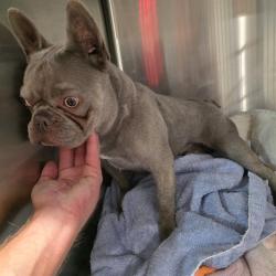 Shelter Stray Male Dog last seen Near BLOCK OF 4TH ST, LONG BEACH, CALIFORNIA, 7700 E Spring St, Long Beach, CA 90815, USA