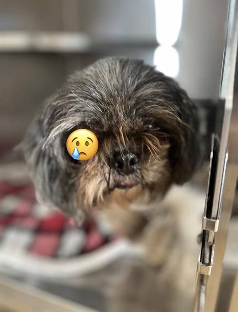 Shelter Stray Unknown Dog last seen 69TH ST AND LIVINGSTON ST, 92115, 130 Beyer Way, Chula Vista, CA 91911, USA