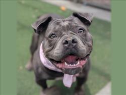 Shelter Stray Female Dog last seen , 957 N Gaffey St, San Pedro, CA 90731, USA