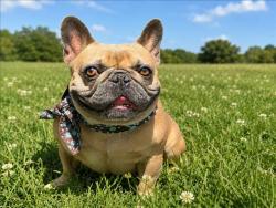 Shelter Stray Male Dog last seen , 957 N Gaffey St, San Pedro, CA 90731, USA
