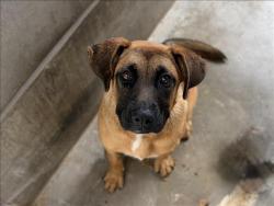 Shelter Stray Female Dog last seen , 957 N Gaffey St, San Pedro, CA 90731, USA