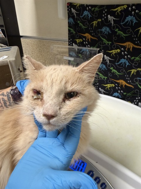 Shelter Stray Male Cat last seen Near BLOCK MARLATT ST, JURUPA VALLEY CA, 6851 Van Buren Boulevard, Jurupa Valley, CA 92509, USA