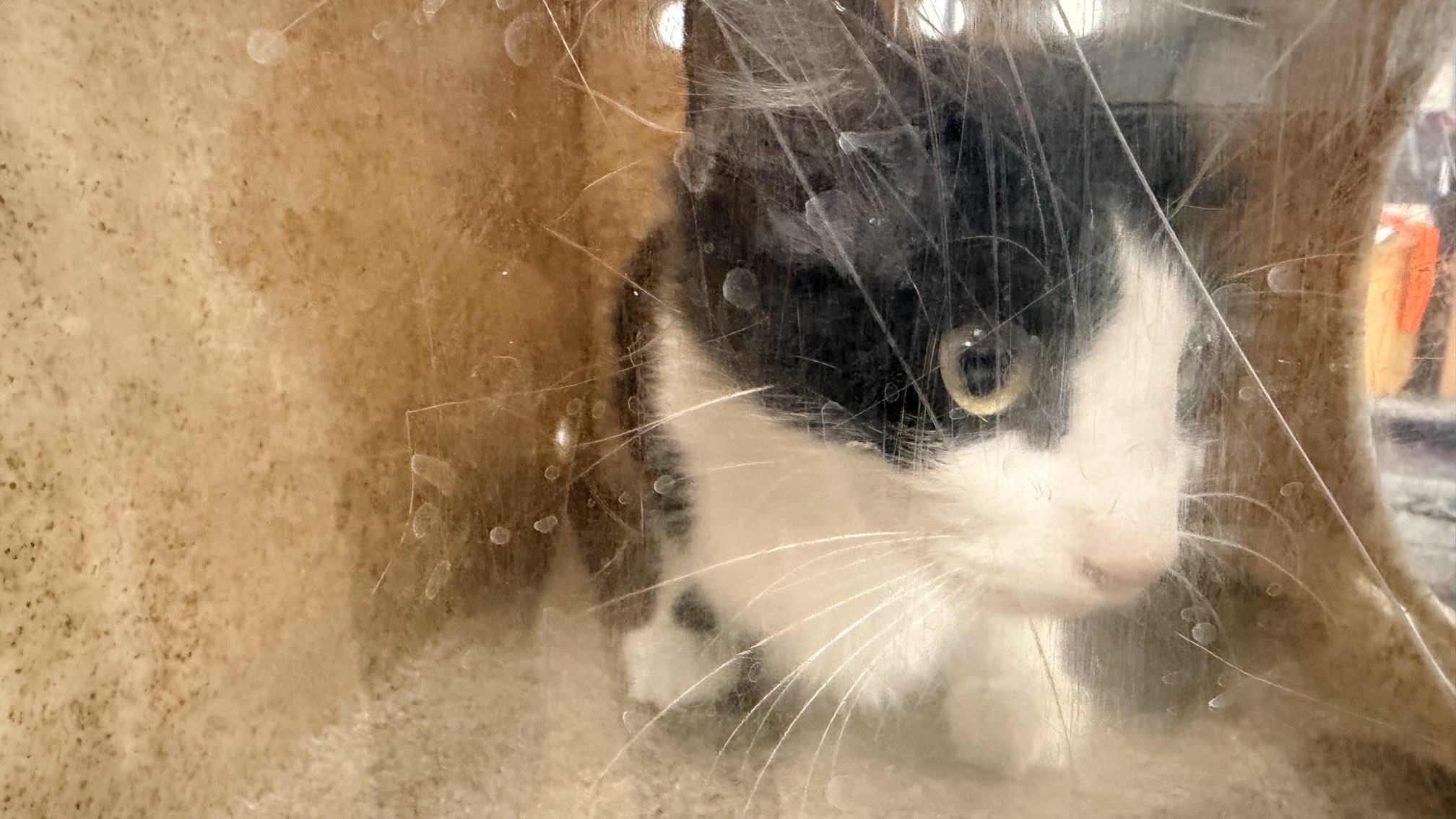 Shelter Stray Female Cat last seen , 957 N Gaffey St, San Pedro, CA 90731, USA