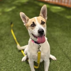Shelter Stray Male Dog last seen , 655 N Mojave Rd, Las Vegas, NV 89101, USA