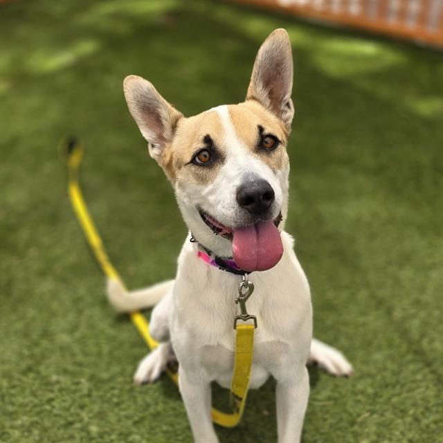 Shelter Stray Male Dog last seen , 655 N Mojave Rd, Las Vegas, NV 89101, USA