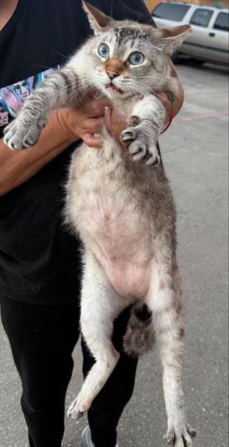 Shelter Stray Female Cat last seen Near BLOCK ROOSEVELT AVE, 4710 TX-151, San Antonio, TX 78227, USA