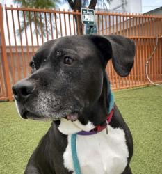 Shelter Stray Male Dog last seen Near BLOCK FABERGE AVE, LAS VEGAS NV 89115, 655 N Mojave Rd, Las Vegas, NV 89101, USA