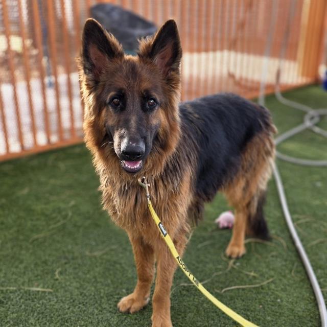 Shelter Stray Male Dog last seen Near BLOCK E CHICAGO AVE, LAS VEGAS NV 89104, 655 N Mojave Rd, Las Vegas, NV 89101, USA