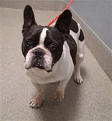 Shelter Stray Male Dog last seen PECOS AND GOWAN, 655 N Mojave Rd, Las Vegas, NV 89101, USA