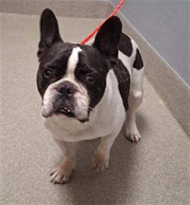 Shelter Stray Male Dog last seen PECOS AND GOWAN, 655 N Mojave Rd, Las Vegas, NV 89101, USA