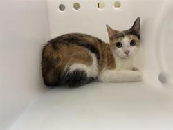 Shelter Stray Female Cat last seen Near BLOCK W VIRGINIA ST, 3839 W Burnham St, West Milwaukee, WI 53215, USA