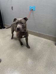 Shelter Stray Male Dog last seen Near BLOCK W MESQUITE AVE, 655 N Mojave Rd, Las Vegas, NV 89101, USA